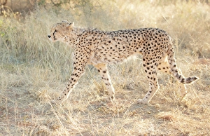 Kunene Region Prints: Cheetah in grass, Okonjima Nature Reserve, Namibia