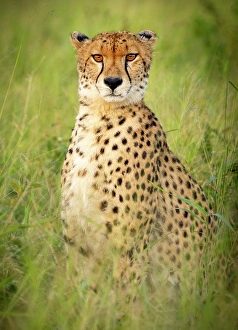 Grass Prints: Cheetah in grass, Zimanga Private Game Reserve, Natal, South Africa