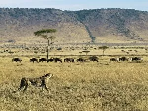 A cheetah ignores a line of wildebeest and zebra in
