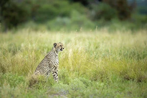 Cheetah Collection: Cheetah, Kalahari Desert, Botswana