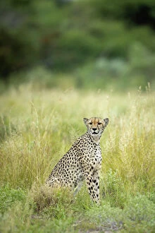 Images Dated 13th April 2023: Cheetah, Kalahari Desert, Botswana
