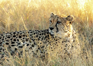 Kunene Region Prints: Cheetah laying in grass, Okonjima Nature Reserve, Namibia