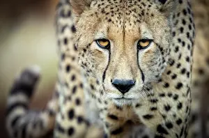 Big Cat Prints: Cheetah looking menacing, Zimanga Private Game Reserve, KwaZulu Natal, South Africa
