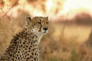 Acynonyx Jubatus Prints: Cheetah mother on the alert, Moremi Game Reserve, Okavango Delta, Botswana