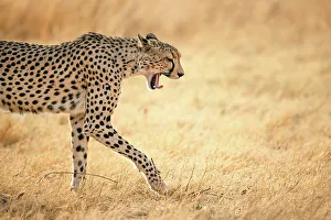Acynonyx Jubatus Prints: Cheetah on the move, Okavango Delta, Botswana