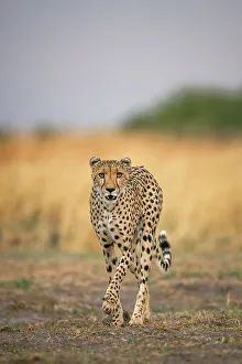 Acynonyx Jubatus Prints: Cheetah on the move, Okavango Delta, Botswana