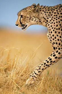 Acynonyx Jubatus Prints: Cheetah on the move, Okavango Delta, Botswana