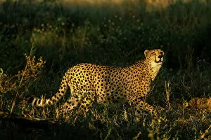 Cheetah Collection: Cheetah, Okavango Delta, Botswana