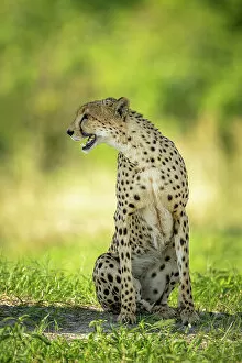 Images Dated 16th December 2022: Cheetah, Okavango Delta, Botswana