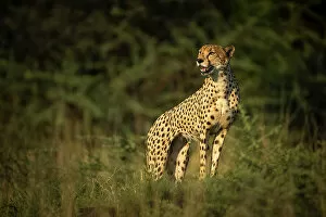 Images Dated 16th December 2022: Cheetah, Okavango Delta, Botswana