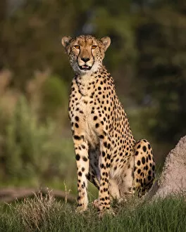 Predator Collection: Cheetah, Okavango Delta, Moremi Game Reserve, Botswana