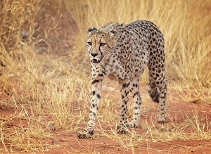 Kunene Region Prints: Cheetah, Okonjima Nature Reserve, Namibia