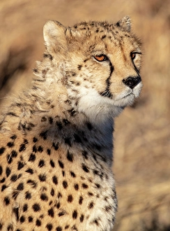Kunene Region Prints: Cheetah, Okonjima Nature Reserve, Namibia