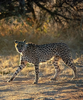 Cheetah, Okonjima Nature Reserve, Namibia