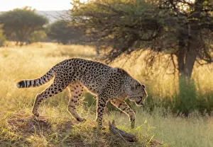 Namibian Prints: Cheetah, Okonjima Nature Reserve, Namibia