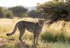 Cats Prints: Cheetah, Okonjima Nature Reserve, Namibia