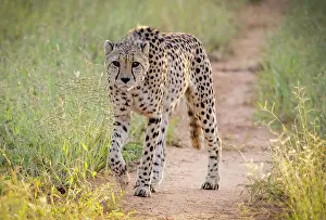 Cats Prints: Cheetah, Okonjima Nature Reserve, Namibia