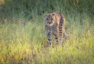 Cats Prints: Cheetah, Okonjima Nature Reserve, Namibia
