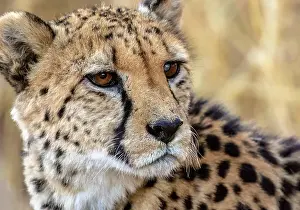 Namibia Prints: Cheetah portrait, Okonjima Nature Reserve, Namibia