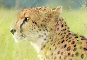Mammals Prints: Cheetah profile portrait, Zimanga Private Game Reserve, Natal, South Africa