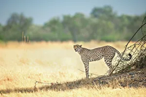 Acynonyx Jubatus Prints: Cheetah on the prowl, Okavango Delta, Botswana