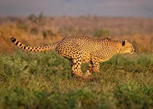 Running Prints: Cheetah running, Zimanga Private Game Reserve, KwaZulu Natal, South Africa