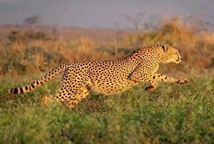 Big Cat Prints: Cheetah running, Zimanga Private Game Reserve, KwaZulu Natal, South Africa