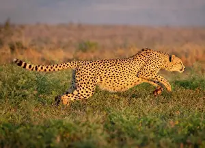 Running Prints: Cheetah running, Zimanga Private Game Reserve, KwaZulu Natal, South Africa