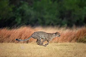 Acynonyx Jubatus Prints: Cheetah at full speed, Okavango Delta, Botswana