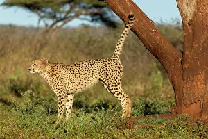 Territory Prints: Cheetah spraying tree to mark his territory