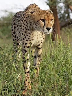 Cheetah stalking at dawn, Zimanga Private Game Reserve, Natal, South Africa