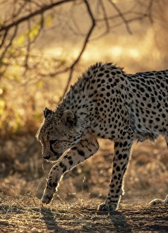 Namibia Prints: Cheetah at sunrise, Okonjima Nature Reserve, Namibia
