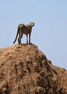 Acinonyx Jubatus Gallery: A cheetah surveys the countryside for a quarry from the top of an earth mound