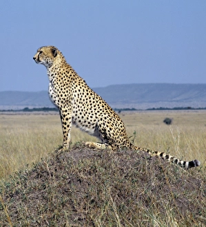 A cheetah surveys the grassy plains of Masai Mara from