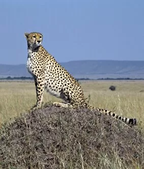 Animal Behaviour Collection: A cheetah surveys the grassy plains of Masai Mara from