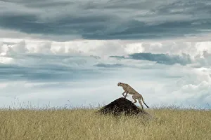 Grassland Prints: Cheetah on a termite hill, Maasai Mara, Kenya