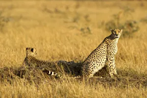 Family Prints: Two cheetah on a termite mound, Serengeti, Grumeti, Tanzania, Africa