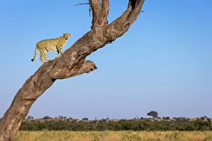 Images Dated 11th July 2022: Cheetah in tree, Savuti, Chobe National Park, Botswana