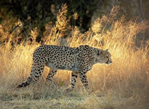 Kunene Region Prints: Cheetah walking through grassland at sunrise, Okonjima Nature Reserve, Namibia