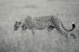 Cheetah Collection: Cheetah walking late in evening in grass, Serengeti Grumeti Reserve