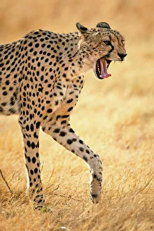 Acynonyx Jubatus Prints: Cheetah yawn, Okavango Delta, Botswana