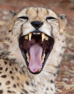 Namibia Prints: Cheetah yawning, Okonjima Nature Reserve, Namibia
