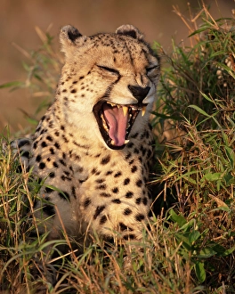Natal Prints: Cheetah yawning, Zimanga Private Game Reserve, Natal, South Africa