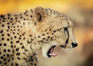 Big Cat Prints: Cheetah yawning, Zimanga Private Game Reserve, KwaZulu Natal, South Africa