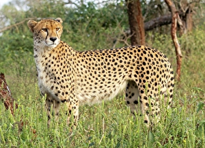 Cheetah, Zimanga Private Game Reserve, Natal, South Africa