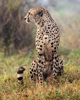 Cheetah, Zimanga Private Game Reserve, Natal, South Africa