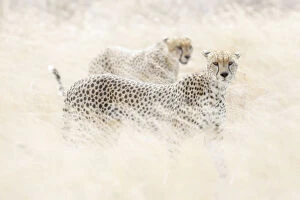 Spotted Collection: Cheetahs (acinonyx jubatus) hunting in the serengeti plain, Tanzania