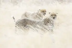 Cheetahs (acinonyx jubatus) hunting in the serengeti plain, Tanzania
