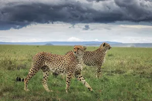 Afica Prints: Cheetahs (acinonyx jubatus) in the Maasaimara grassland, Kenya