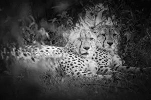 Acinonyx Jubatus Gallery: Cheetahs (acinonyx jubatus) in the msai mara game reserve, kenya
